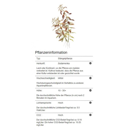 Proserpinaca palustris - Amerikanisches Kammblatt - Meerjungfrauenpflanze | In - Vitro - AquaLifeScape
