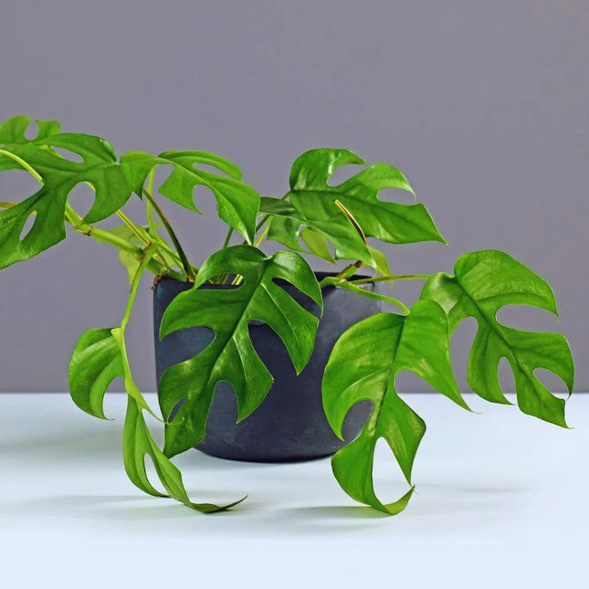 Rhaphidophora tetrasperma - AquaLifeScape