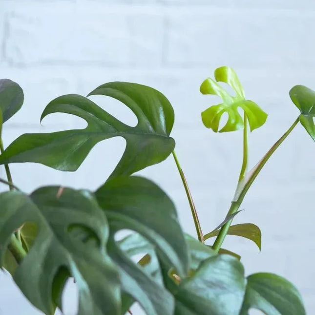 Rhaphidophora tetrasperma - AquaLifeScape