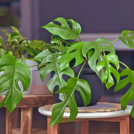 Rhaphidophora tetrasperma - AquaLifeScape