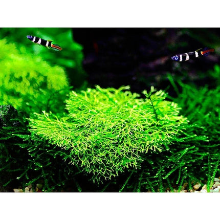 Riccia fluitans - Teichlebermoos | In-Vitro AquaLifeScape