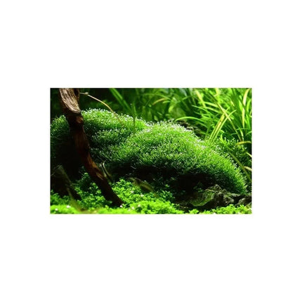 Riccia fluitans - Teichlebermoos | In-Vitro AquaLifeScape