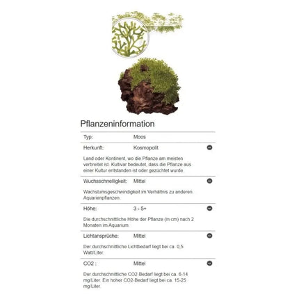 Riccia fluitans - Teichlebermoos | In-Vitro AquaLifeScape