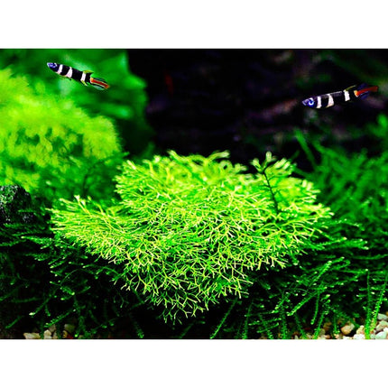 Riccia fluitans - Teichlebermoos | In - Vitro - AquaLifeScape