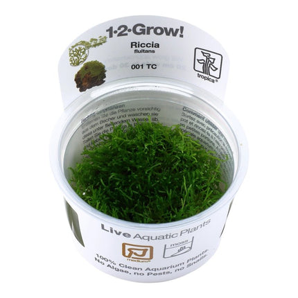 Riccia fluitans - Teichlebermoos | In - Vitro - AquaLifeScape