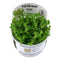 Rotala 'Bonsai' - Indische Rotala | In-Vitro AquaLifeScape