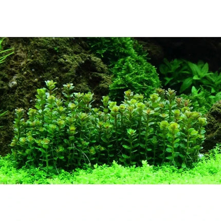 Rotala 'Bonsai' - Indische Rotala | In-Vitro AquaLifeScape