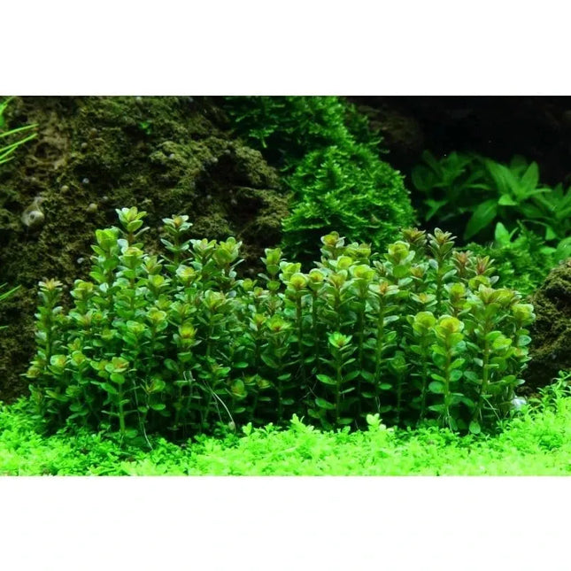 Rotala 'Bonsai' - Indische Rotala | In-Vitro AquaLifeScape