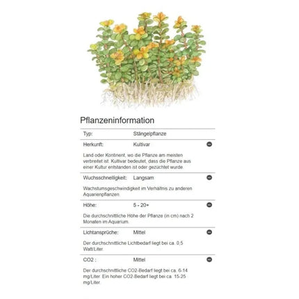 Rotala 'Bonsai' - Indische Rotala | In-Vitro AquaLifeScape