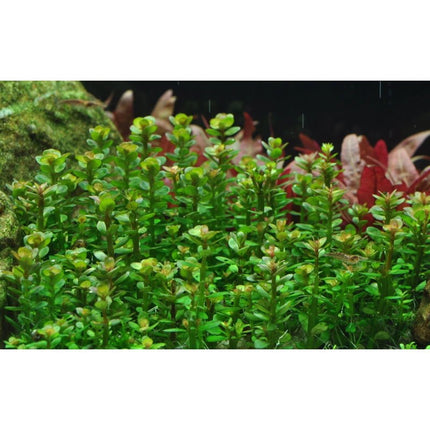 Rotala 'Bonsai' - Indische Rotala | In - Vitro - AquaLifeScape