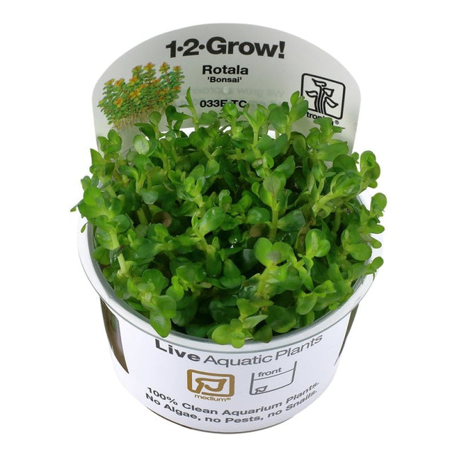 Rotala 'Bonsai' - Indische Rotala | In - Vitro - AquaLifeScape