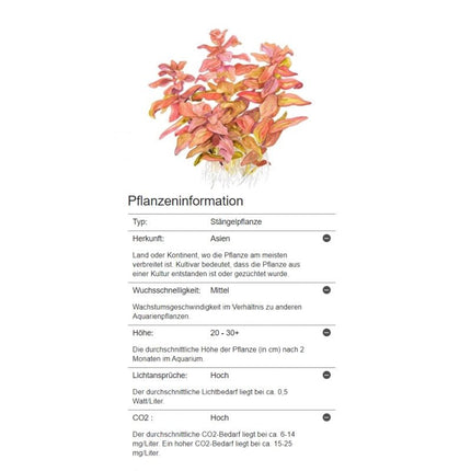 Rotala macrandra - Dichtblättrige Rotala | In - Vitro - AquaLifeScape