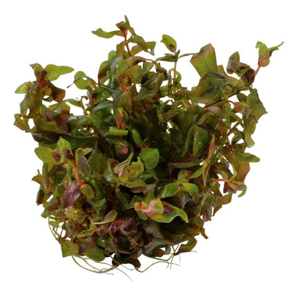 Rotala macrandra - Dichtblättrige Rotala | In - Vitro - AquaLifeScape