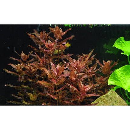 Rotala macrandra - Dichtblättrige Rotala | In - Vitro - AquaLifeScape