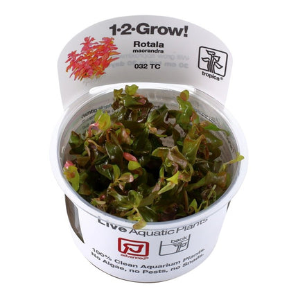 Rotala macrandra - Dichtblättrige Rotala | In - Vitro - AquaLifeScape