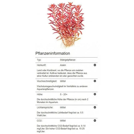 Rotala rotundifolia 'Blood Red' - Rundblättrige Rotala | In-Vitro AquaLifeScape