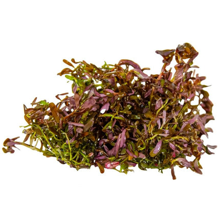 Rotala rotundifolia 'Blood Red' - Rundblättrige Rotala | In - Vitro - AquaLifeScape