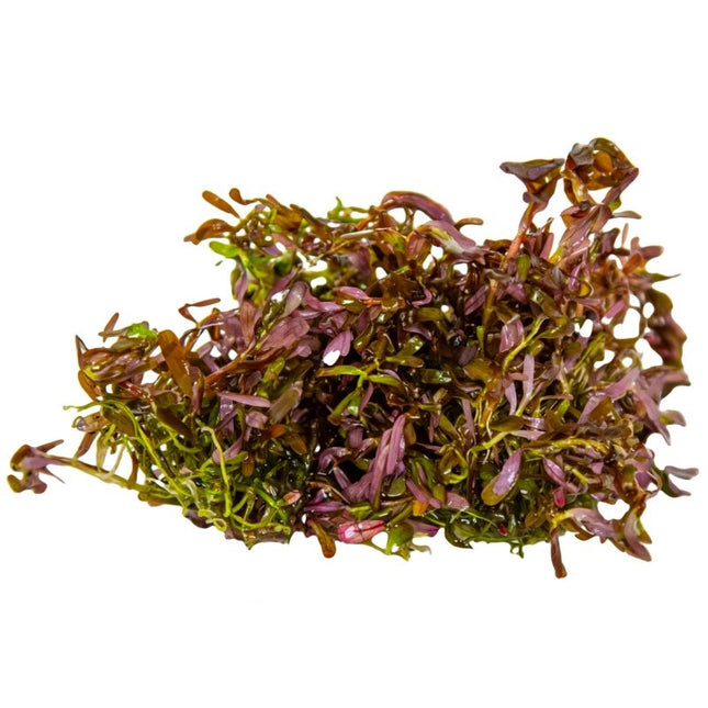 Rotala rotundifolia 'Blood Red' - Rundblättrige Rotala | In - Vitro - AquaLifeScape