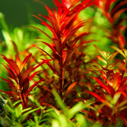 Rotala rotundifolia 'Blood Red' - Rundblättrige Rotala | In - Vitro - AquaLifeScape