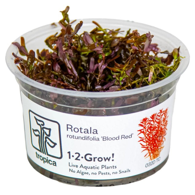 Rotala rotundifolia 'Blood Red' - Rundblättrige Rotala | In - Vitro - AquaLifeScape
