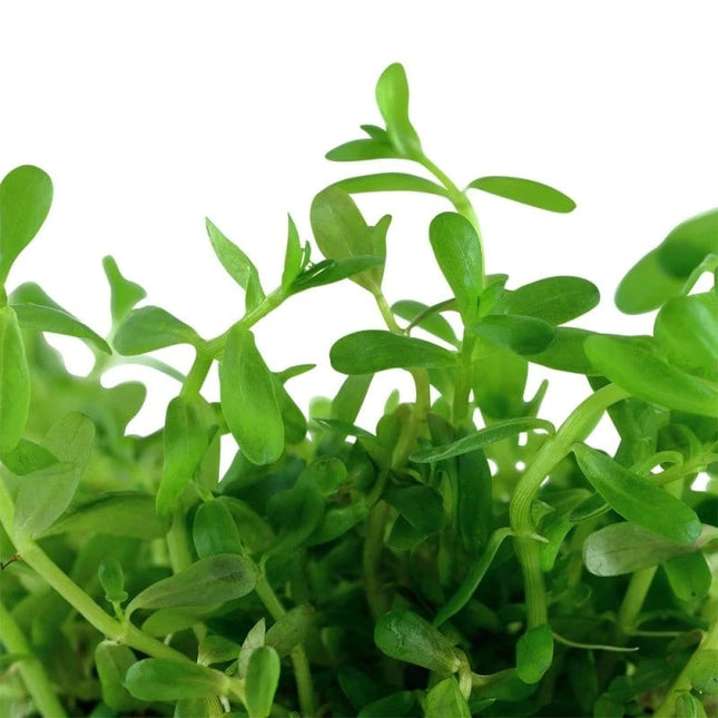 Rotala rotundifolia 'Green' - Grüne Rotala | In-Vitro AquaLifeScape