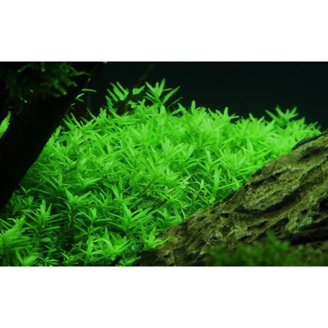 Rotala rotundifolia 'Green' - Grüne Rotala | In-Vitro AquaLifeScape