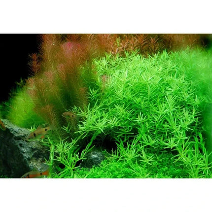 Rotala rotundifolia 'Green' - Grüne Rotala | In-Vitro AquaLifeScape