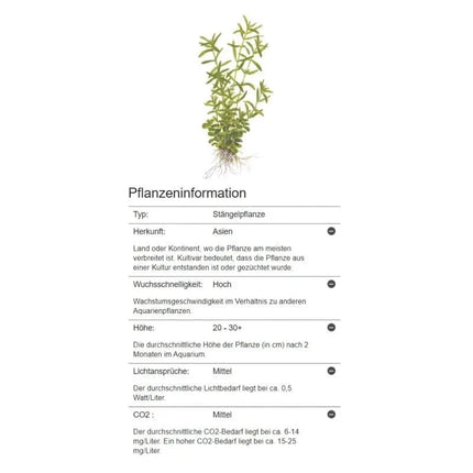 Rotala rotundifolia 'Green' - Grüne Rotala | In-Vitro AquaLifeScape