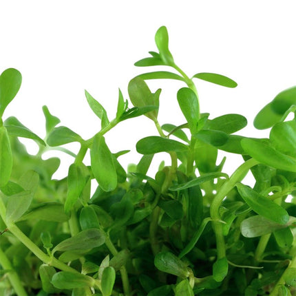 Rotala rotundifolia 'Green' - Grüne Rotala | In - Vitro - AquaLifeScape