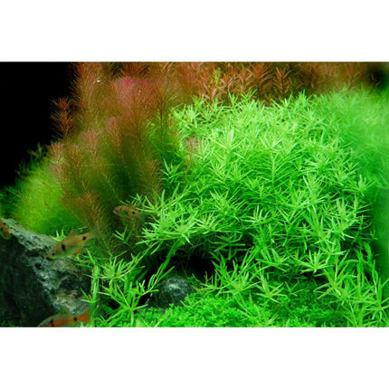 Rotala rotundifolia 'Green' - Grüne Rotala | In - Vitro - AquaLifeScape