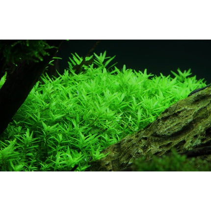 Rotala rotundifolia 'Green' - Grüne Rotala | In - Vitro - AquaLifeScape
