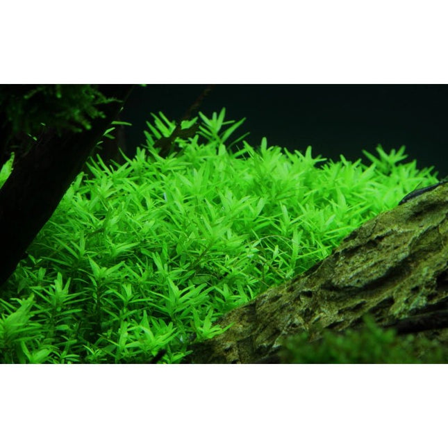 Rotala rotundifolia 'Green' - Grüne Rotala | In - Vitro - AquaLifeScape