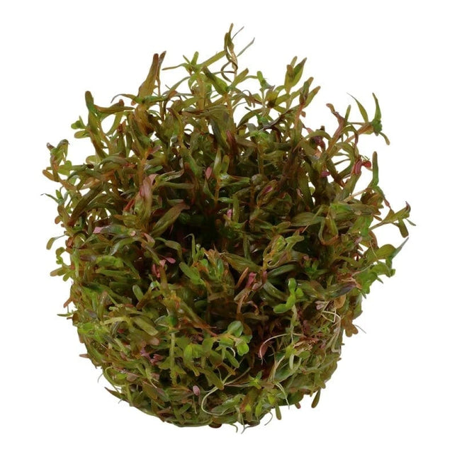 Rotala Vietnam H'ra | In-Vitro AquaLifeScape