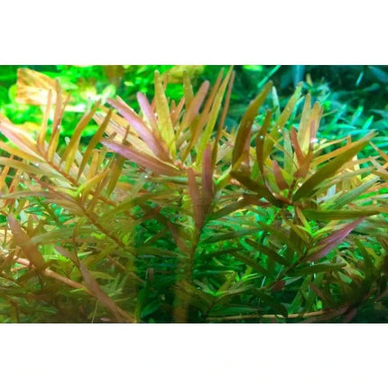 Rotala Vietnam H'ra | In-Vitro AquaLifeScape