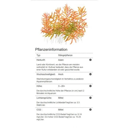 Rotala Vietnam H'ra | In-Vitro AquaLifeScape