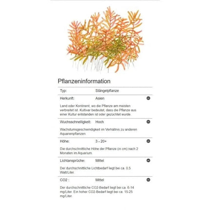 Rotala Vietnam H'ra | In-Vitro AquaLifeScape