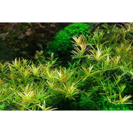 Rotala Vietnam H'ra | In - Vitro - AquaLifeScape