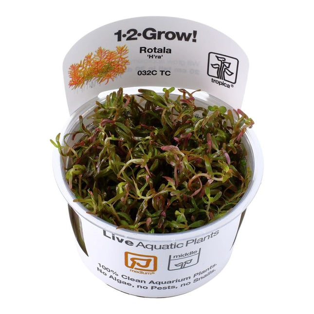 Rotala Vietnam H'ra | In - Vitro - AquaLifeScape