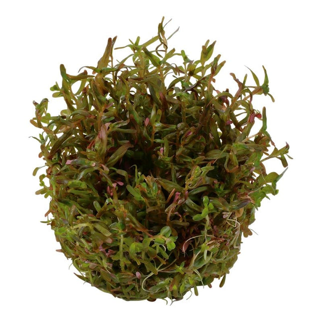 Rotala Vietnam H'ra | In - Vitro - AquaLifeScape