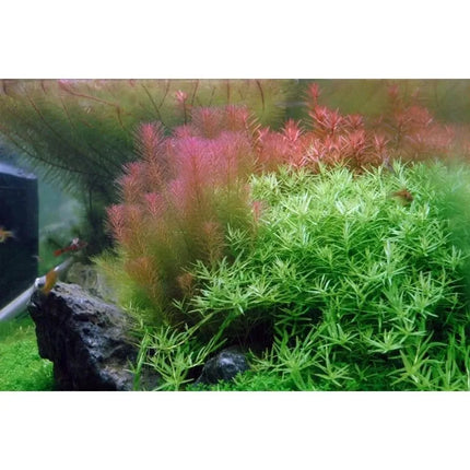 Rotala wallichii - Rotes Mooskraut | In-Vitro AquaLifeScape