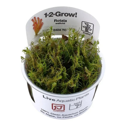 Rotala wallichii - Rotes Mooskraut | In-Vitro AquaLifeScape