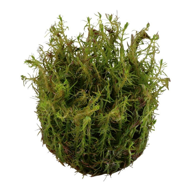 Rotala wallichii - Rotes Mooskraut | In - Vitro - AquaLifeScape
