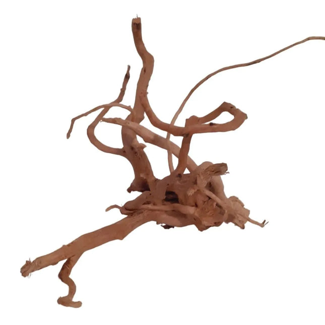 Rote Moorwurzel - Spiderwood AquaLifeScape