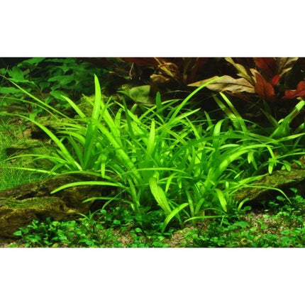 Sagittaria subulata - Flutendes Pfeilkraut | In-Vitro AquaLifeScape