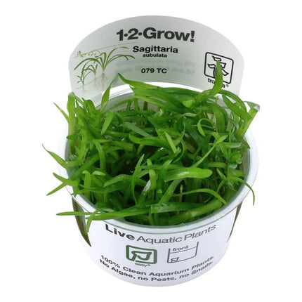 Sagittaria subulata - Flutendes Pfeilkraut | In-Vitro AquaLifeScape