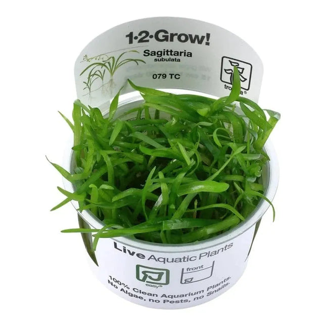 Sagittaria subulata - Flutendes Pfeilkraut | In-Vitro AquaLifeScape