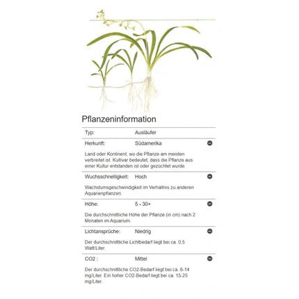 Sagittaria subulata - Flutendes Pfeilkraut | In - Vitro - AquaLifeScape