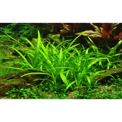 Sagittaria subulata - Flutendes Pfeilkraut | In - Vitro - AquaLifeScape