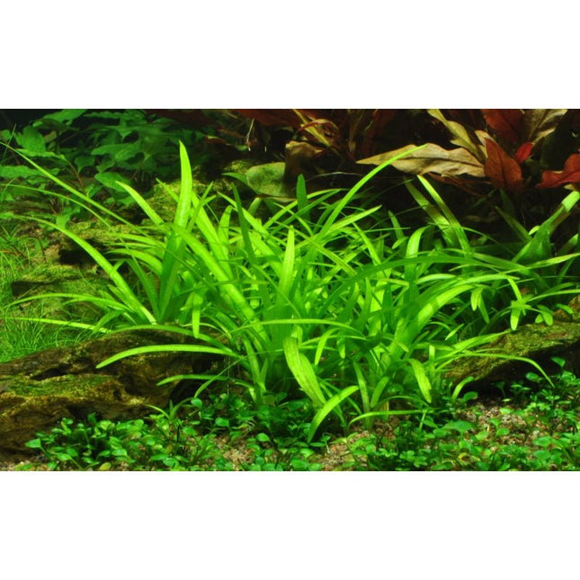 Sagittaria subulata - Flutendes Pfeilkraut | In - Vitro - AquaLifeScape