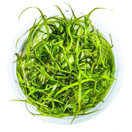 Sagittaria subulata 'Needle Leaf' | In-Vitro AquaLifeScape